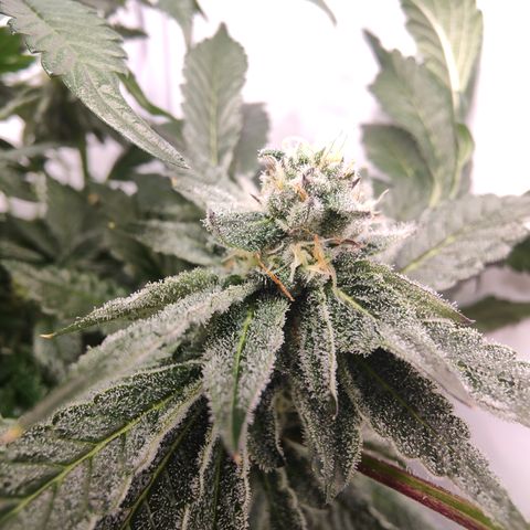 Cherry Runtz  growlog timeline photo