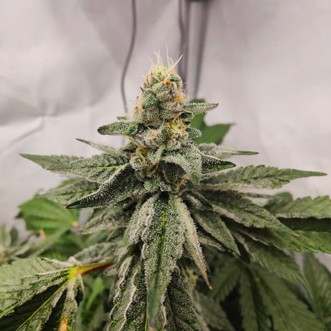Cherry Runtz  growlog timeline photo