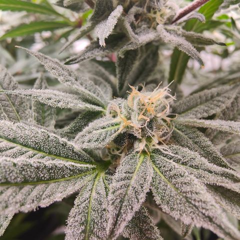 Cherry Runtz  growlog timeline photo