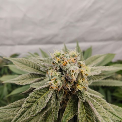 Tangelato 🍊 🍦 growlog timeline photo