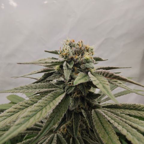 Tangelato 🍊 🍦 growlog timeline photo
