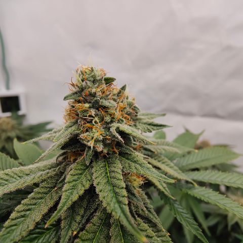 Pineapple Fruz 🍍 growlog timeline photo