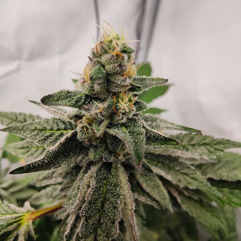 Cherry Runtz  growlog timeline photo