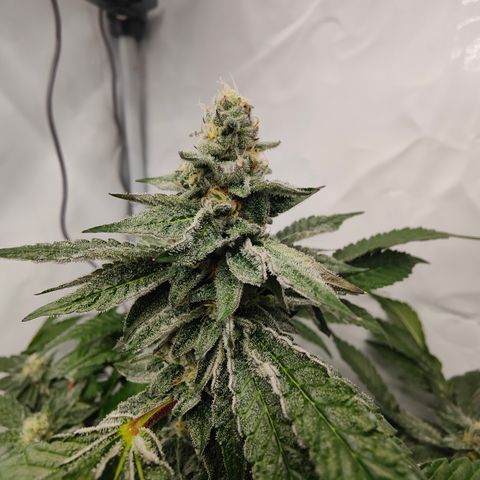 Cherry Runtz  growlog timeline photo