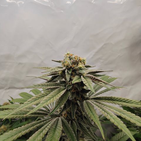 Tangelato 🍊 🍦 growlog timeline photo