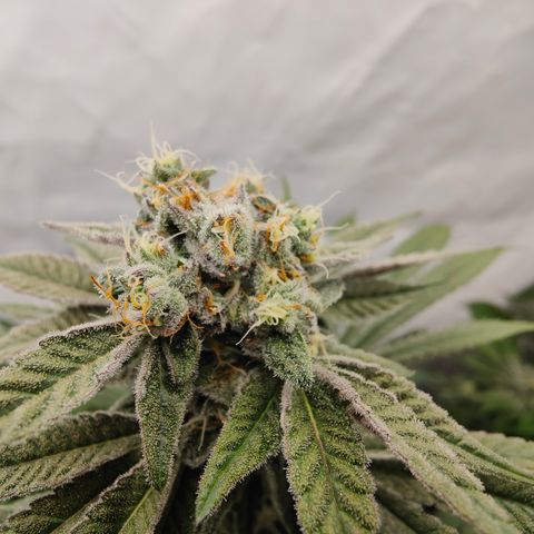 Tangelato 🍊 🍦 growlog timeline photo