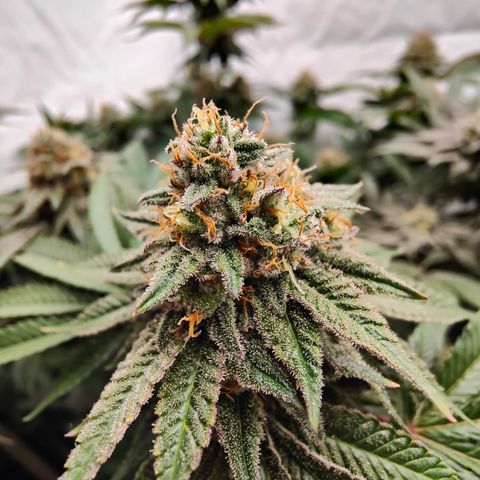 Pineapple Fruz 🍍 growlog timeline photo