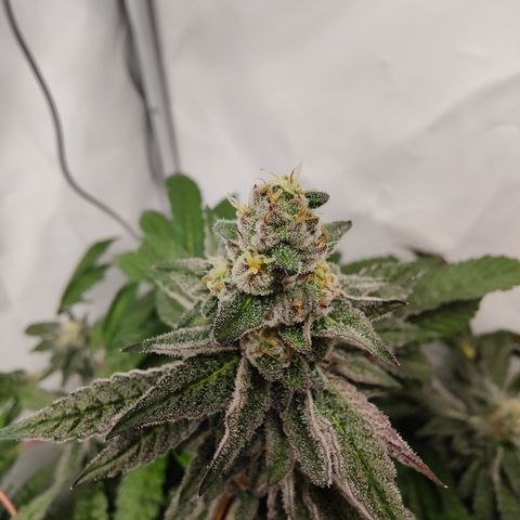 Cherry Runtz  growlog timeline photo