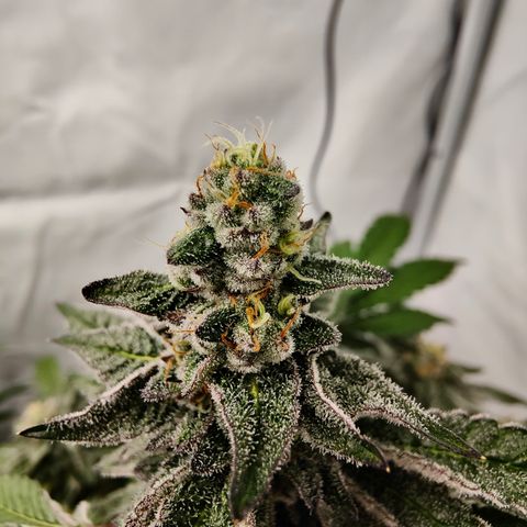 Cherry Runtz  growlog timeline photo