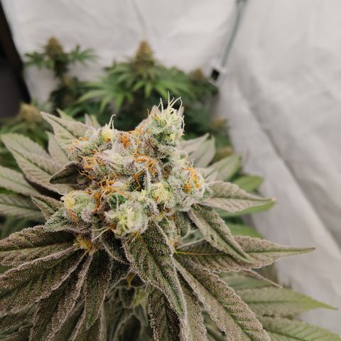 Tangelato 🍊 🍦 growlog timeline photo