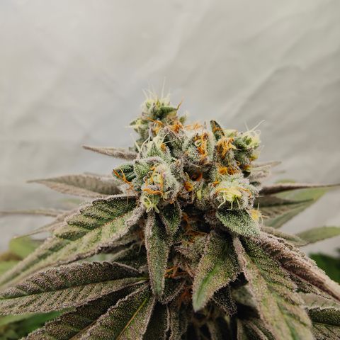 Tangelato 🍊 🍦 growlog timeline photo