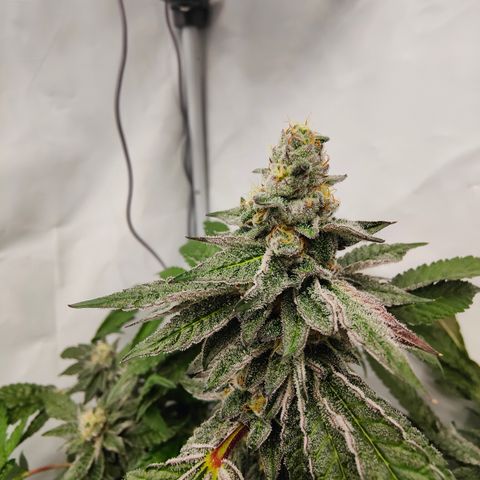 Cherry Runtz  growlog timeline photo