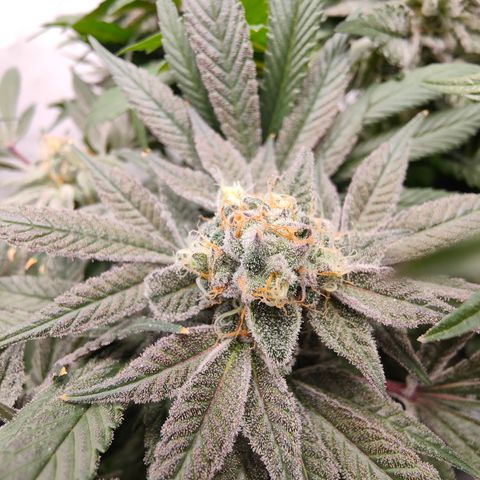 Tangelato 🍊 🍦 growlog timeline photo