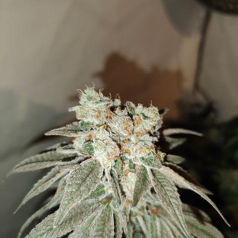 Tangelato 🍊 🍦 growlog photo: Erntetag 😍