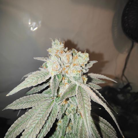 Tangelato 🍊 🍦 growlog photo: Erntetag 😍