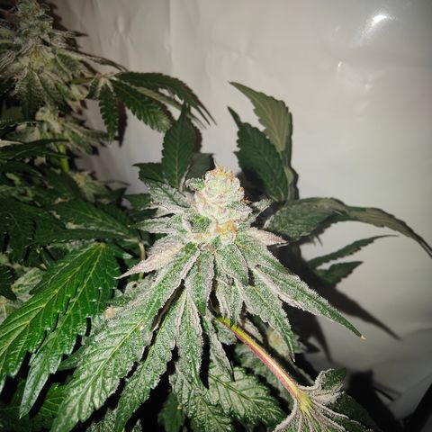 Cherry Runtz  growlog timeline photo