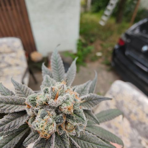 Tangelato 🍊 🍦 growlog timeline photo