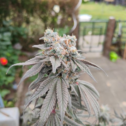 Tangelato 🍊 🍦 growlog timeline photo