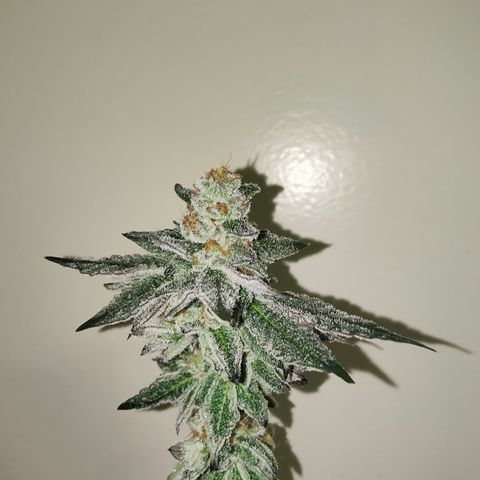 Cherry Runtz  growlog timeline photo