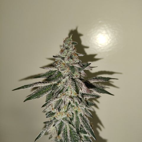 Cherry Runtz  growlog timeline photo