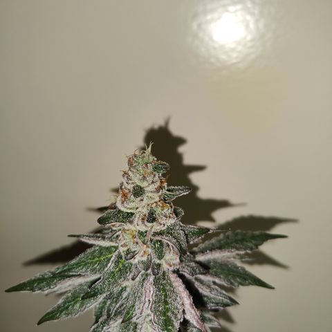 Cherry Runtz  growlog timeline photo
