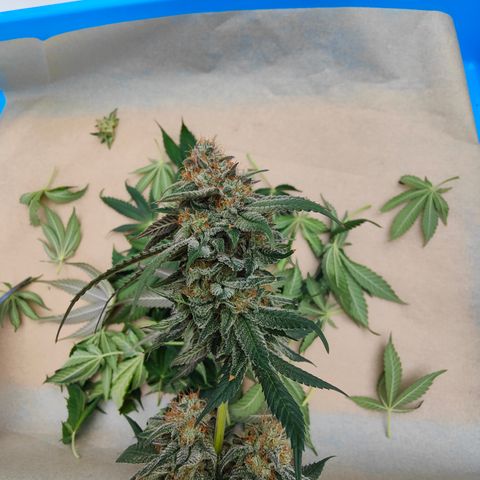 Pineapple Fruz 🍍 growlog timeline photo