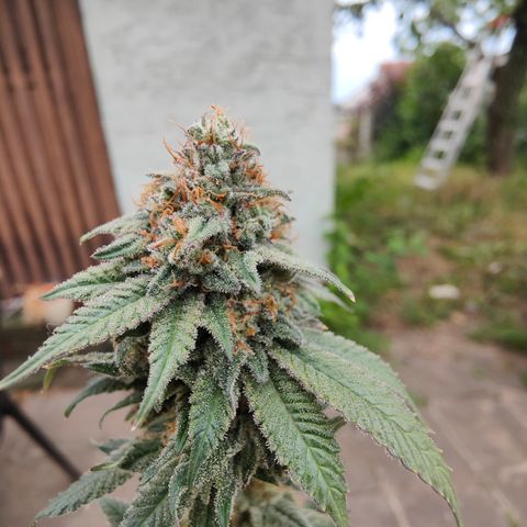 Pineapple Fruz 🍍 growlog timeline photo