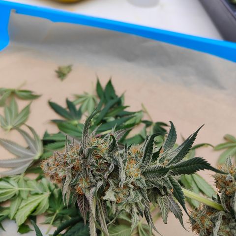 Pineapple Fruz 🍍 growlog timeline photo