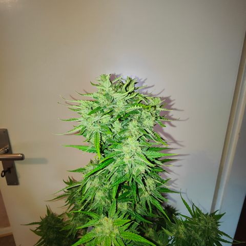 Gorilla Zkittlez 🦍 🍬 growlog timeline photo