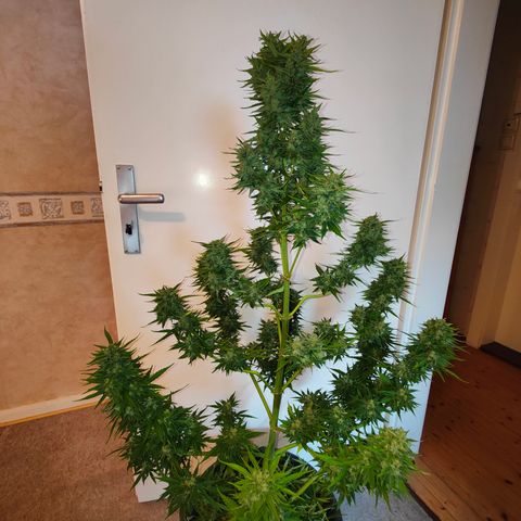 Gorilla Zkittlez 🦍 🍬 growlog timeline photo