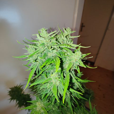Gorilla Zkittlez 🦍 🍬 growlog timeline photo
