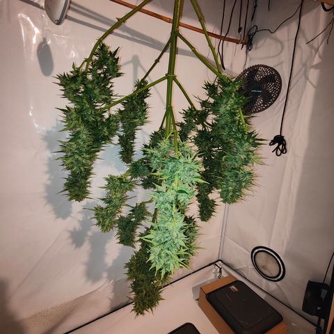 Gorilla Zkittlez 🦍 🍬 growlog timeline photo