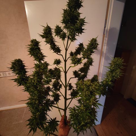 Gorilla Zkittlez 🦍 🍬 growlog timeline photo