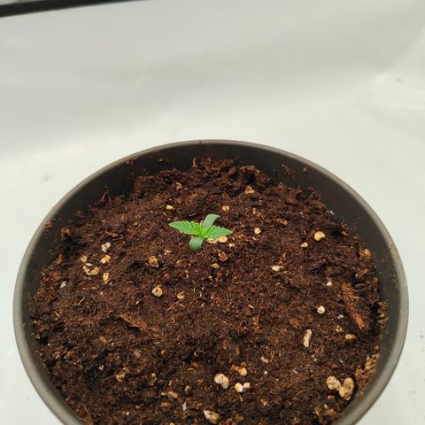 Orange Hippo 🍊🦛 #3 growlog timeline photo