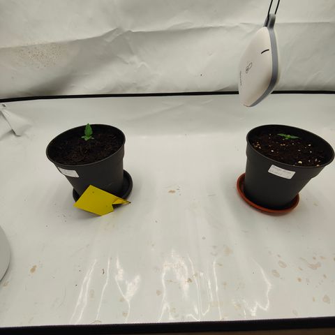 Orange Hippo 🍊🦛 #3 growlog timeline photo