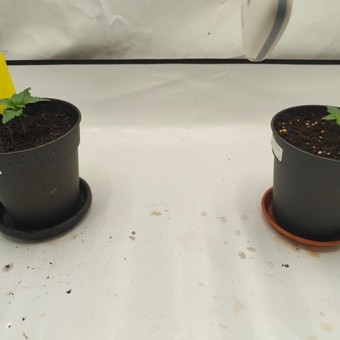 Orange Hippo 🍊🦛 #3 growlog timeline photo