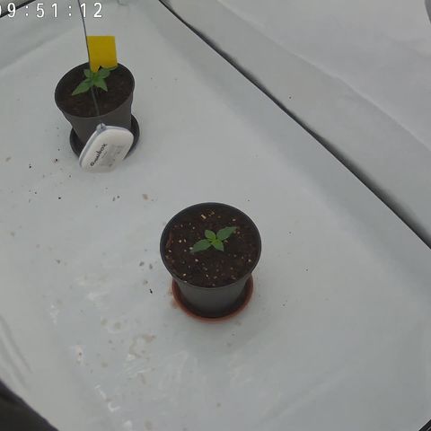 Orange Hippo 🍊🦛 #3 growlog timeline photo
