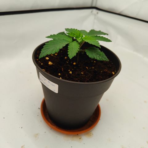Orange Hippo 🍊🦛 #3 growlog timeline photo