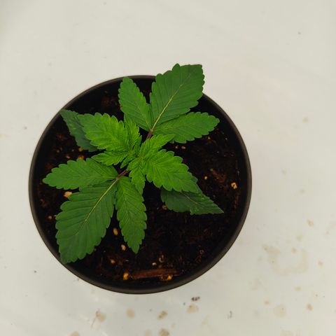 Orange Hippo 🍊🦛 #3 growlog timeline photo