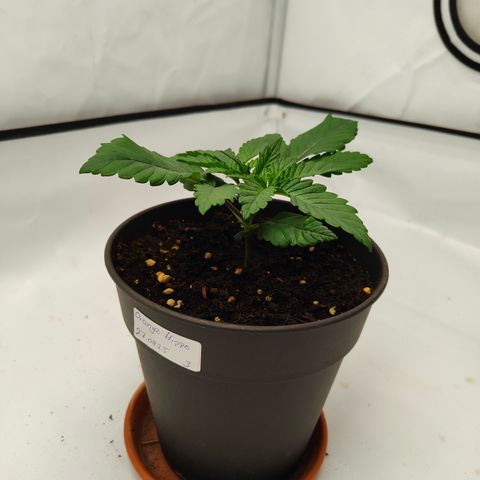 Orange Hippo 🍊🦛 #3 growlog timeline photo