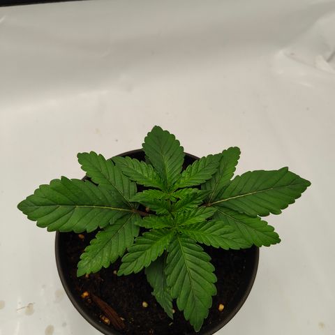 Orange Hippo 🍊🦛 #3 growlog timeline photo
