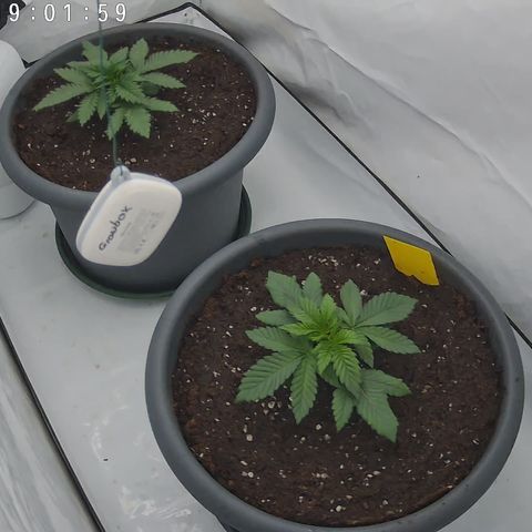 Orange Hippo 🍊🦛 #3 growlog timeline photo