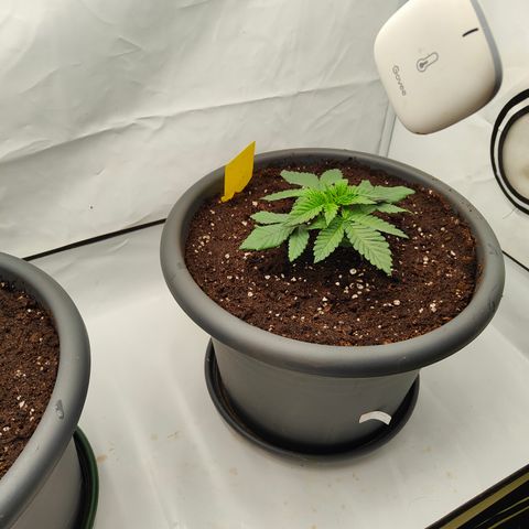 Orange Hippo 🍊🦛 #3 growlog timeline photo