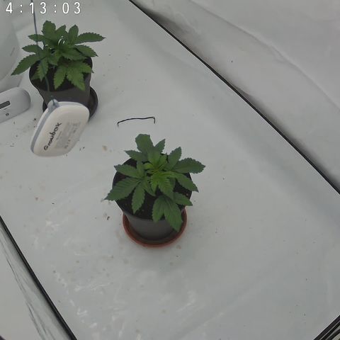 Orange Hippo 🍊🦛 #3 growlog timeline photo