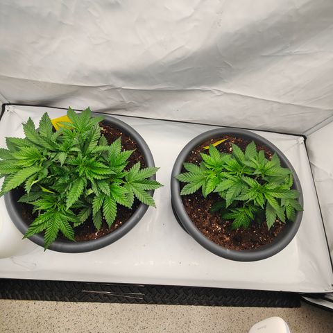 Orange Hippo 🍊🦛 #3 growlog timeline photo