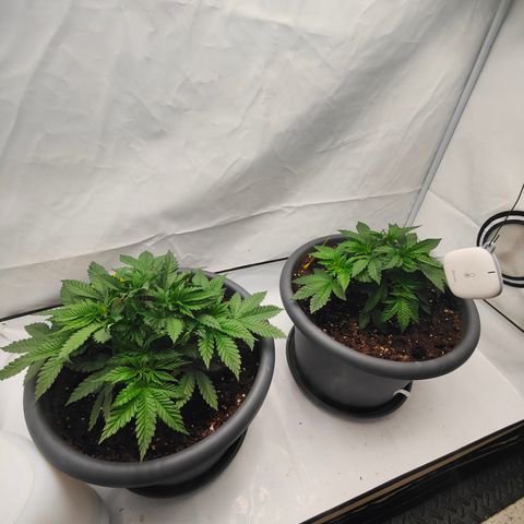 Orange Hippo 🍊🦛 #3 growlog timeline photo
