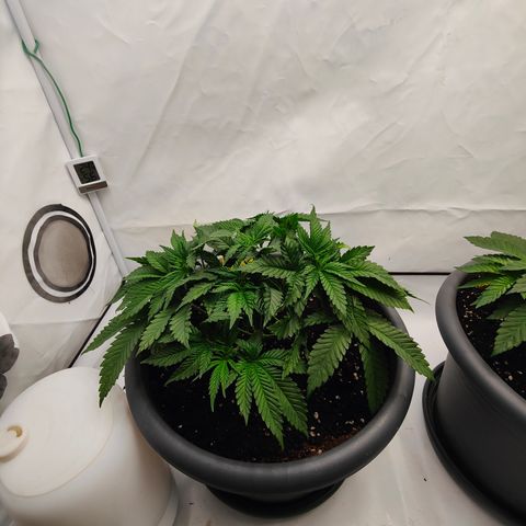 Orange Hippo 🍊🦛 #3 growlog timeline photo
