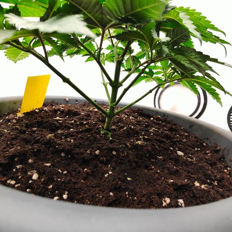 Orange Hippo 🍊🦛 #3 growlog timeline photo
