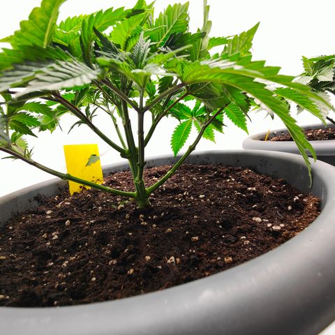 Orange Hippo 🍊🦛 #3 growlog timeline photo