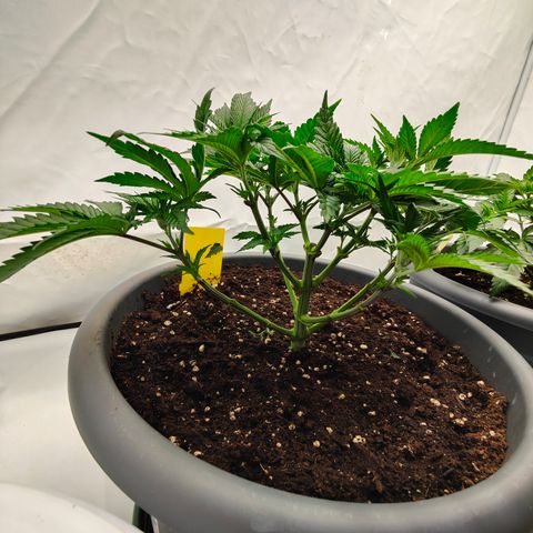 Orange Hippo 🍊🦛 #3 growlog timeline photo